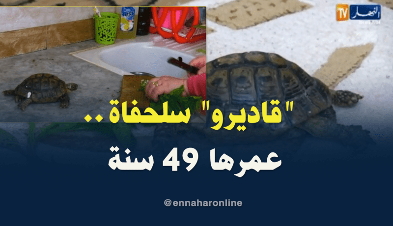 ‘قاديرو” السلحفاة البرية.. 49 سنة وسط أجواء عائلية طبيعية بجيجل