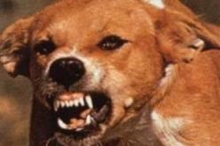 كلب يتسبب في مجزرة بتلمسان