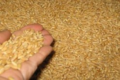 انخفاض فاتورة استيراد الحبوب بـ28 ٪ في 7 أشهر