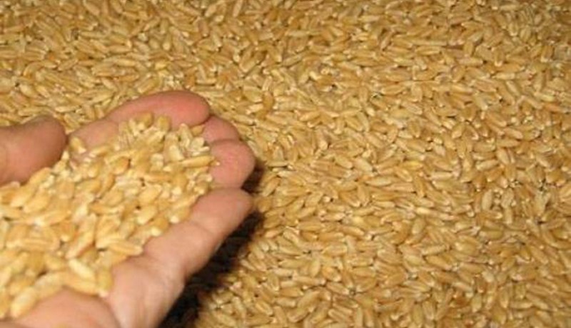 انخفاض فاتورة استيراد الحبوب بـ28 ٪ في 7 أشهر