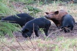 قطعان خنازير تنبش قبور الموتى في مقبرة التبروري بخنشلة