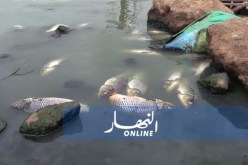 بالصور..نفوق أعداد هائلة من الأسماك ببحيرة أم غلاز بوهران