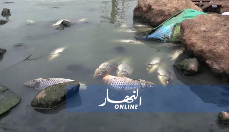 بالصور..نفوق أعداد هائلة من الأسماك ببحيرة أم غلاز بوهران