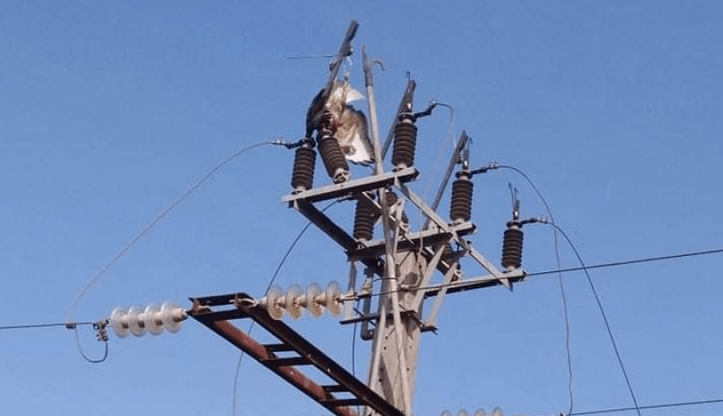 بالصور.. إنقاذ طائر جارح كان عالقا في عمود كهربائي بالبليدة