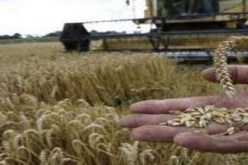 خبير في التأمينات الفلاحية يدعو لإنشاء وكالة وطنية ضد المخاطر الفلاحية