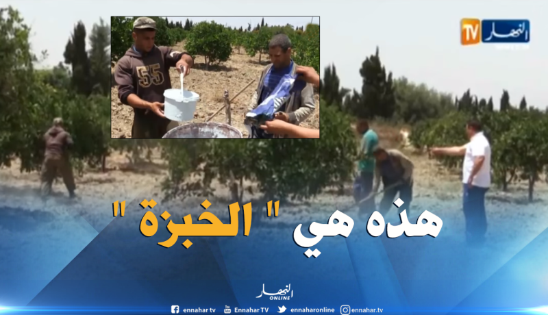 شباب يزاولون نشاطهم الفلاحي تحت درجة حرارة تفوق 40°بمعسكر