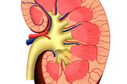 اقتراح مشروع قانون خاص بزرع الأعضاء