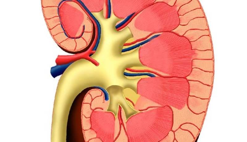 اقتراح مشروع قانون خاص بزرع الأعضاء
