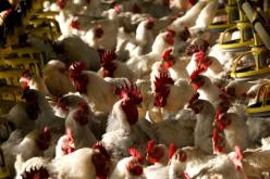 ظهور سلالة خطيرة من أنفلونزا الطّيور بأوروبا