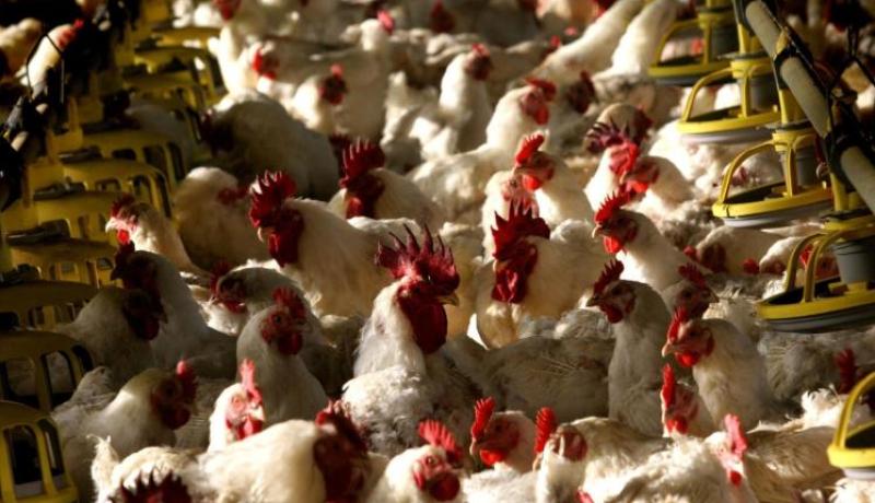 ظهور سلالة خطيرة من أنفلونزا الطّيور بأوروبا
