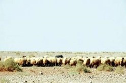 المجلس الوطني للكنفدرالية الوطنية لمربي المواشي يدعو إلى دعم الموالين والمربين