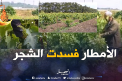 أشجار العنب مهددة بالتّلف بسبب الأمطار