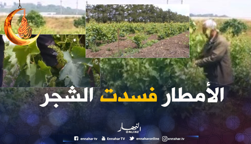 أشجار العنب مهددة بالتّلف بسبب الأمطار
