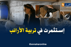تربية الأرانب مشاريع إستثمارية ناجحة تنتظر الدعم