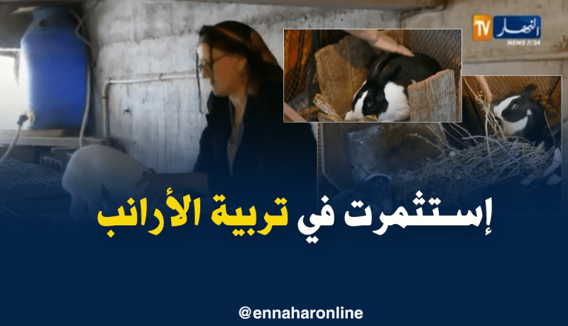تربية الأرانب مشاريع إستثمارية ناجحة تنتظر الدعم