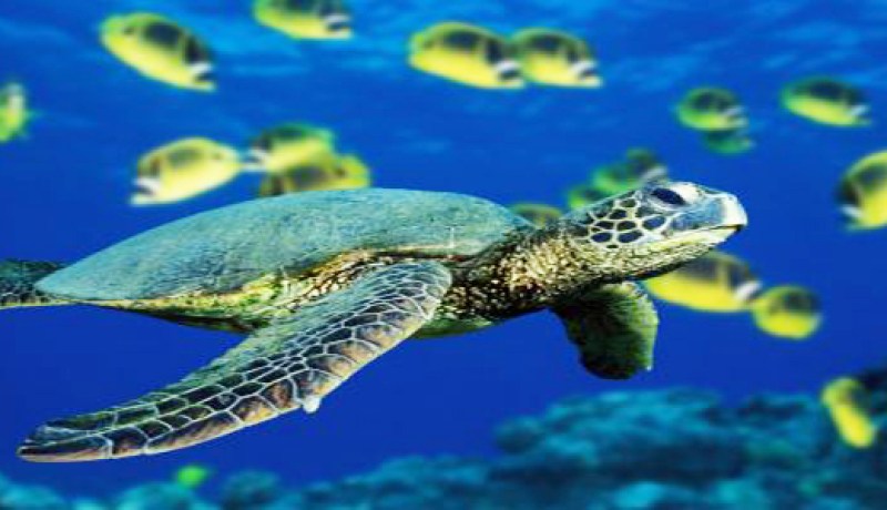 تحسين إدارة البحار العالمية يعزز النمو الاقتصادي