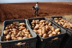 الجزائر تشرع في عملية تصدير البطاطا نحو المشرق العربي وإسبانيا