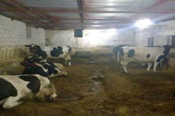 وزير الفلاحة: الجزائر استوردت أكثر من 2600 بقرة صغيرة في جانفي 2012