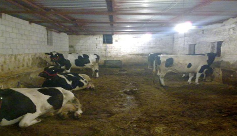 وزير الفلاحة: الجزائر استوردت أكثر من 2600 بقرة صغيرة في جانفي 2012