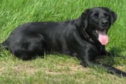 دراسة بريطانية تثبت قدرة الكلاب على اكتشاف السرطان بدقة