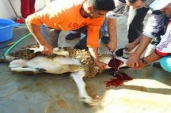 إصابة 75 شخصا بجروح في حوادث نحر وسلخ أضاحي العيد بوهران