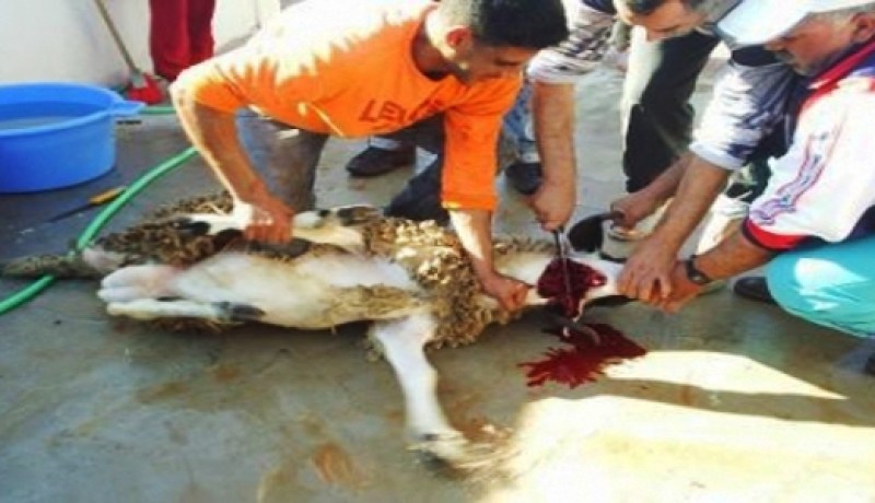 إصابة 75 شخصا بجروح في حوادث نحر وسلخ أضاحي العيد بوهران