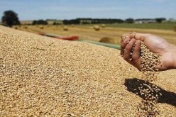 الوادي: توقع إنتاج 446 ألف قنطار من الحبوب الموسم الحالي 