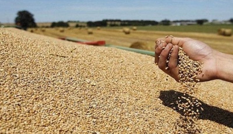 الوادي: توقع إنتاج 446 ألف قنطار من الحبوب الموسم الحالي 