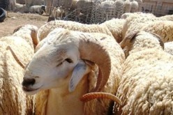 والي سوق أهراس يقرر غلق جميع أسواق الماشية عبر الولاية