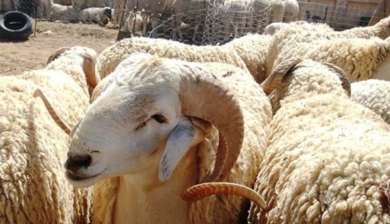 والي سوق أهراس يقرر غلق جميع أسواق الماشية عبر الولاية