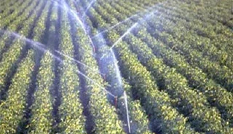 سلال يؤكد على إعادة الإعتبار للمزارع النموذجية الغير المستغلة