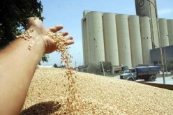 التوظيف بالوراثة في مطاحن سيبوس