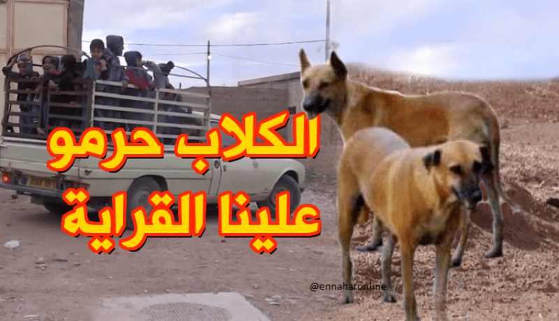 سكان بنيلي بالجلفة يشتكون العزلة والكلاب الضالة