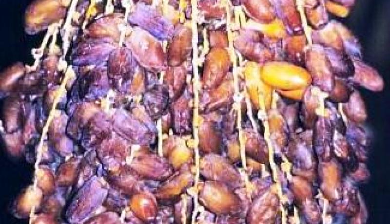 تمورنا تعود إلى دمشق