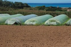 بوتفليقة سيعلن عن مسح ديون الفلاحين في الـ في 28 فيفري