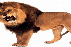 طفلة عمرها ‮3 ‬سنوات تواجه‮ ‬غضب أسد جائع