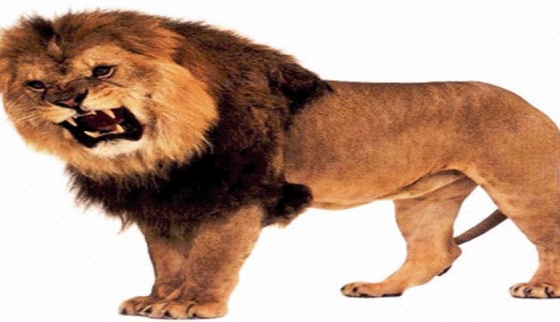 طفلة عمرها ‮3 ‬سنوات تواجه‮ ‬غضب أسد جائع