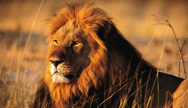 بالصور وفيديو .. أسد يشاهد طفلًا يرتدي لباس شبل..لاتصدق ما حدث