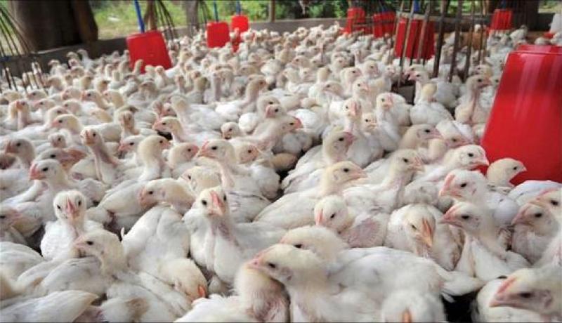 أنفلونزا الطيور تضرب منطقة المنيعة في غرداية