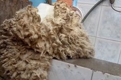 هذه حصيلة قسنطينة من حملة جمع جلد أضاحي العيد