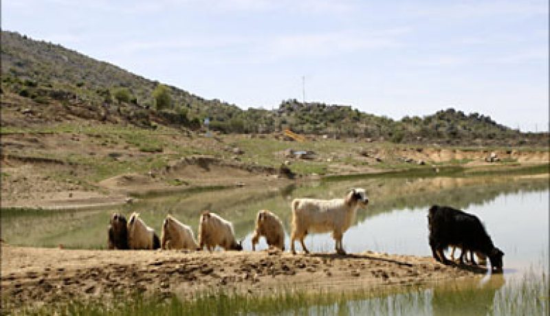 إنفلونزا الماعز ليست وباء
