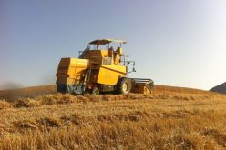 توقع إنتاج 150 ألف قنطار من الحبوب بجنوب ولاية تبسة