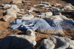 تعويضات تصل إلى 3 ملايين للرأس لضحايا “الطاعون”