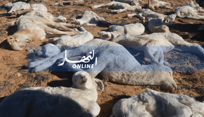 تعويضات تصل إلى 3 ملايين للرأس لضحايا “الطاعون”