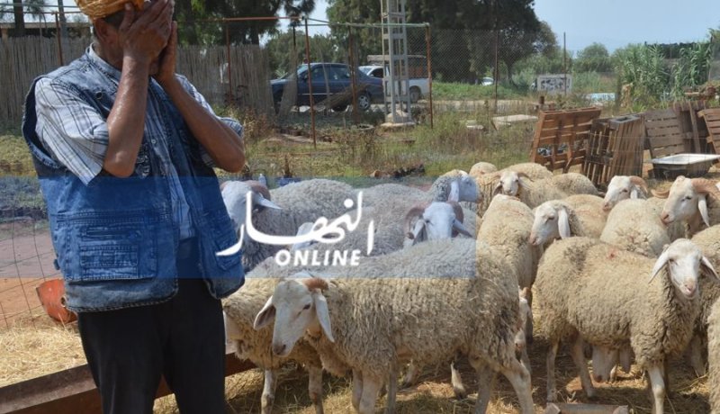 غلق أسواق الماشية بميلة لمدة شهر