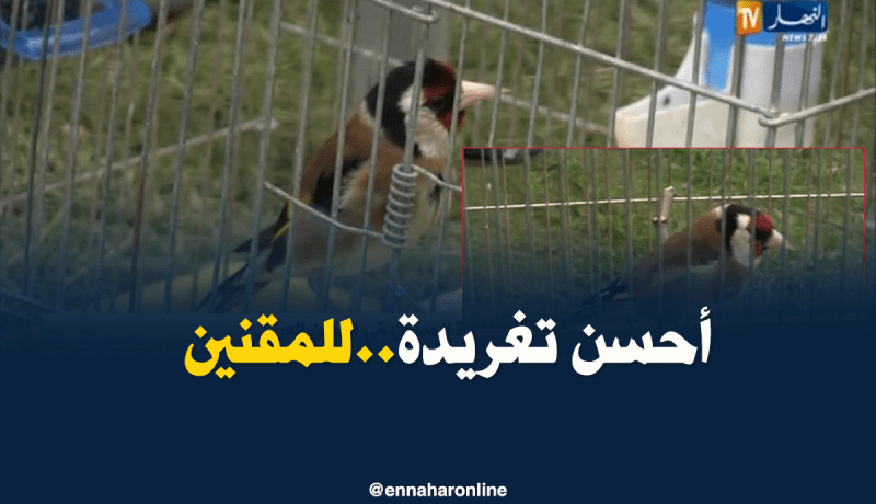 الطارف: أول دورة لتغريدة طائر الحسون في الوطن العربي