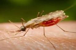 تسجيل حالتي إصابة بالملاريا في وهران