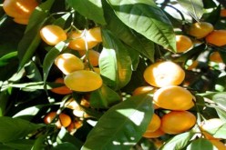 توقع إنتاج حوالي 3,5 مليون قنطار من الحمضيات بالبليدة