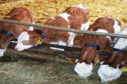 خنشلة تطلق حملة لتلقيح الماشية