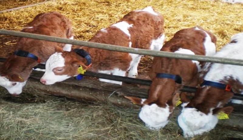 خنشلة تطلق حملة لتلقيح الماشية